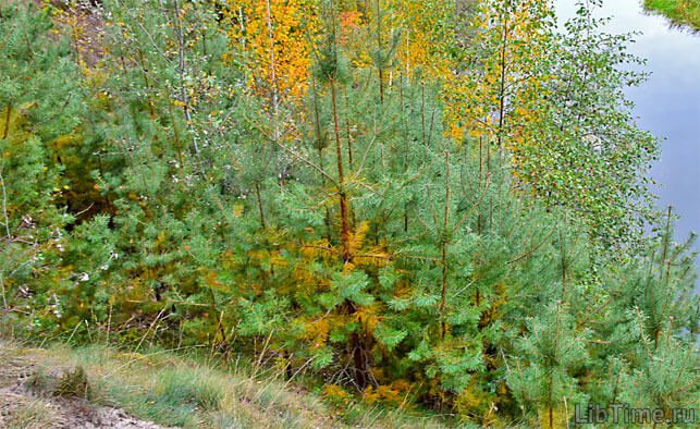 Pine
