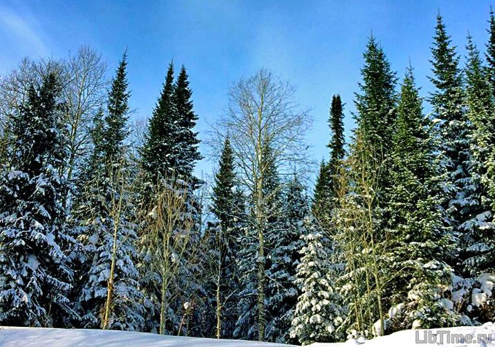 Taiga