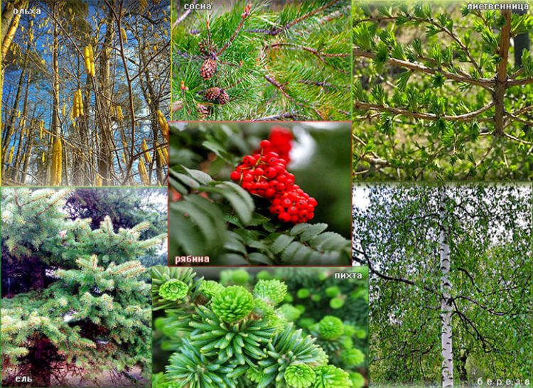 Woody plants