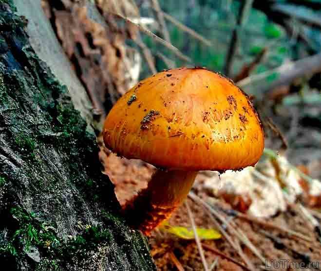 Toadstool