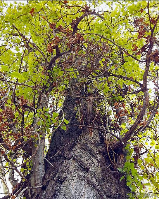 Poplar