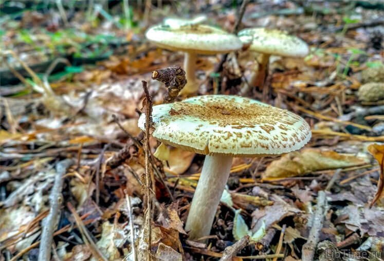 Death cap