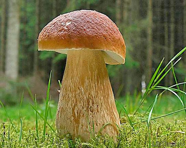 Bolete (borovik)