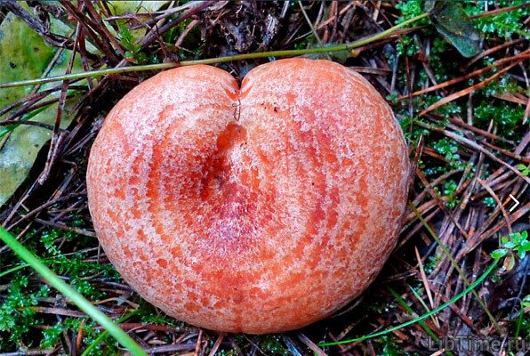 Pine saffron milk cap