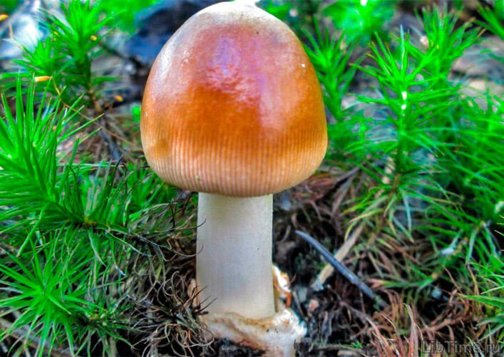 Grisette mushroom