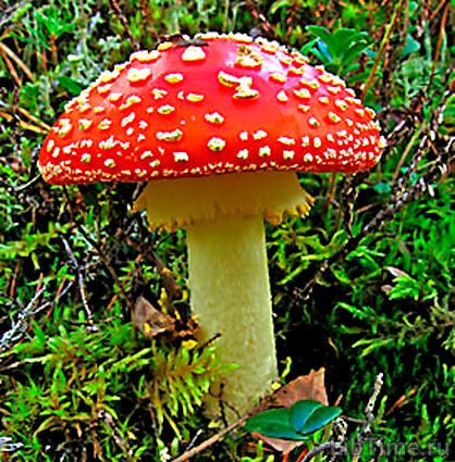 Red fly agaric