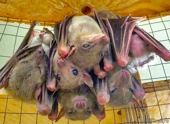 Bats