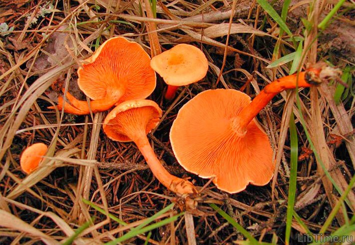 False chanterelles