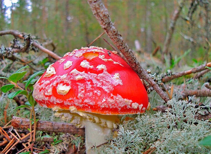 False russula