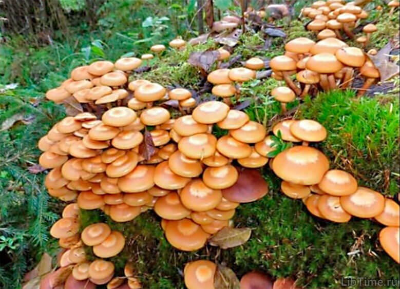 False honey fungus