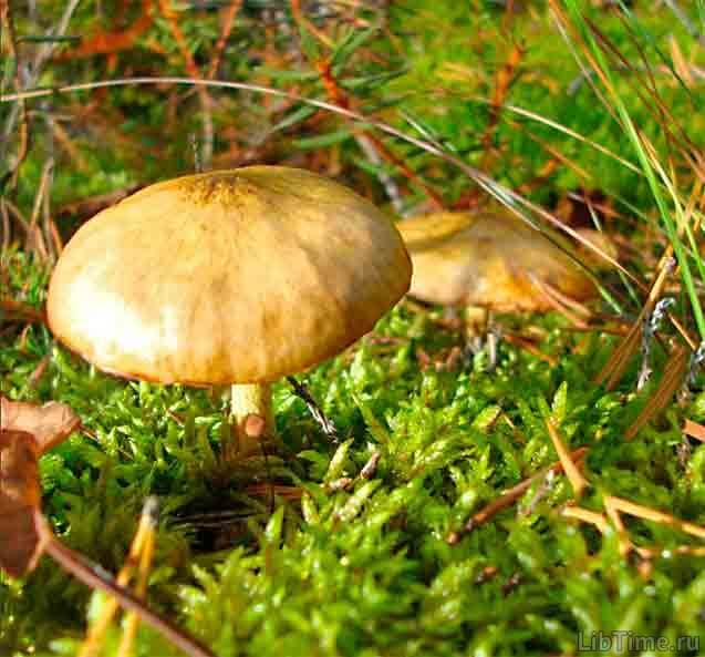 Marsh bolete