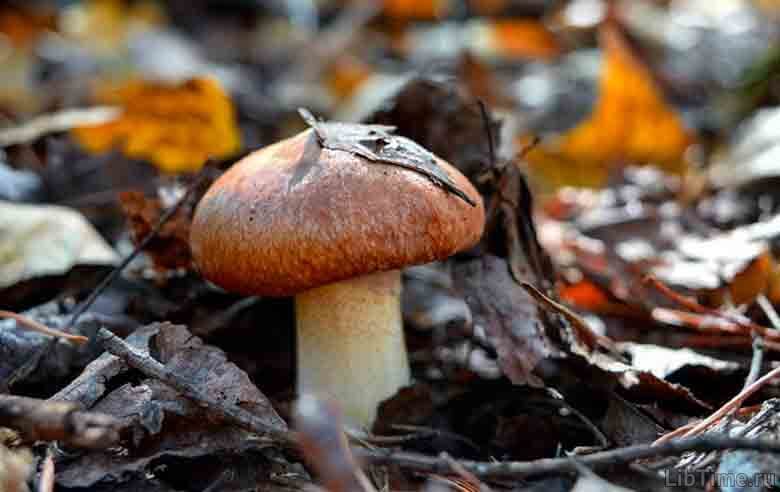 Slippery jack (true bolete)