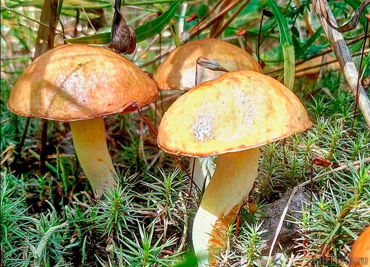 Granulated bolete