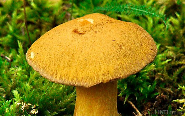 Bay bolete (mossiness mushroom)