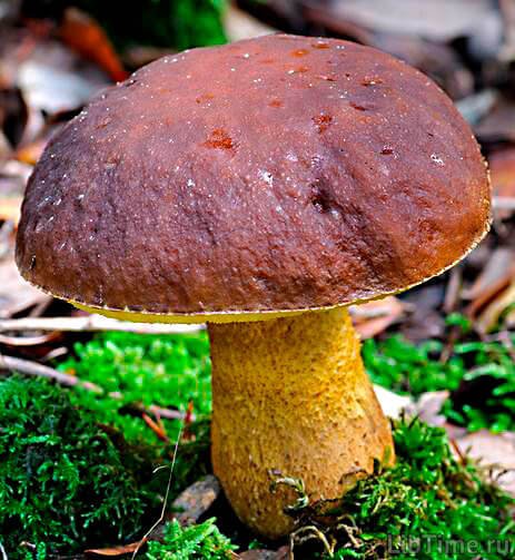 Rough-stemmed bolete