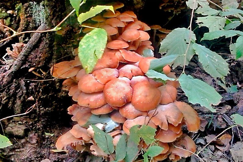 Summer honey fungus