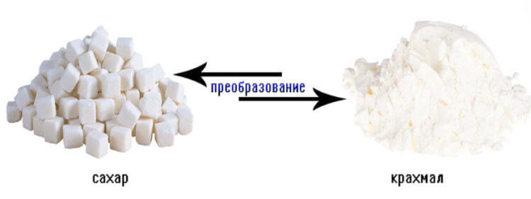 Процесс перехода сахара в крахмал, и наоборот - лежит В основе открывания и закрывания устьиц