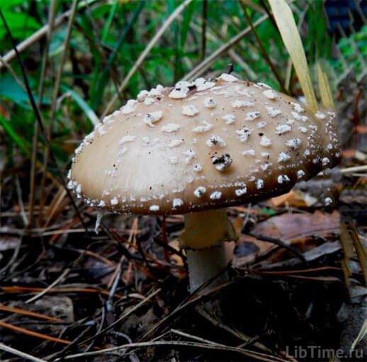 Grey fly agaric