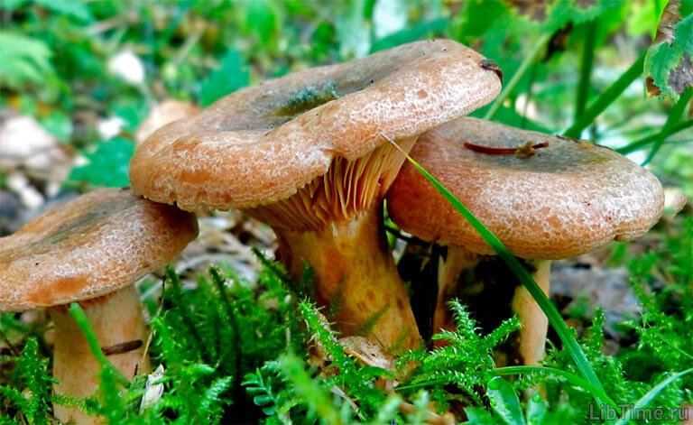 Spruce saffron milk caps