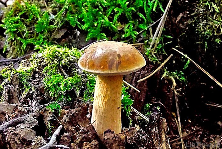Bitter bolete (bile mushroom)