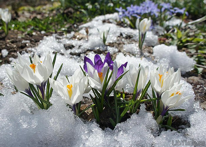 Flowers under snow