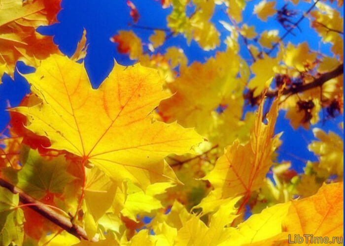 Fallen leaves