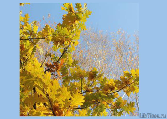 Autumn oak foliage