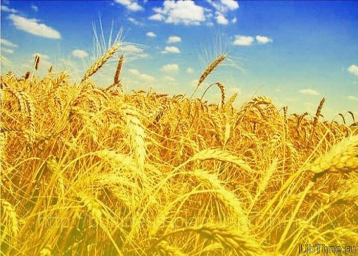 Поле пшеницы