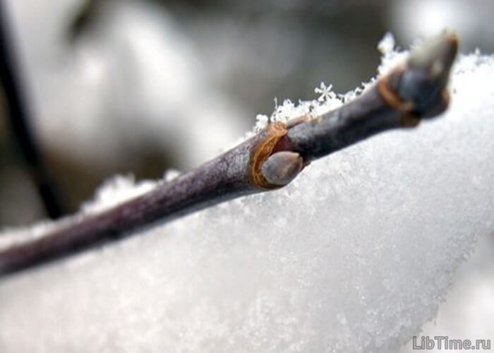 Plant buds form in winter