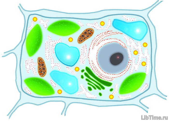 Plant cell