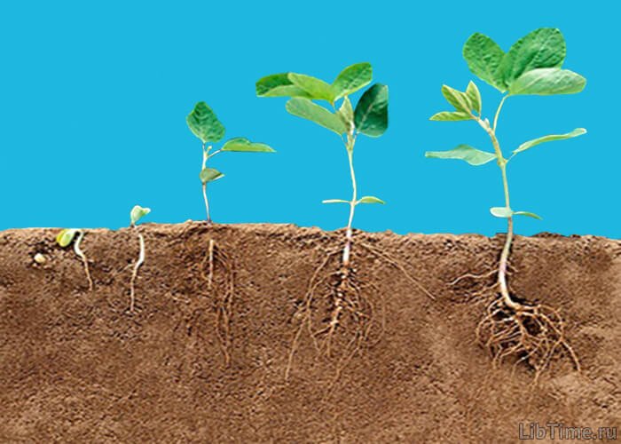 Root system growth