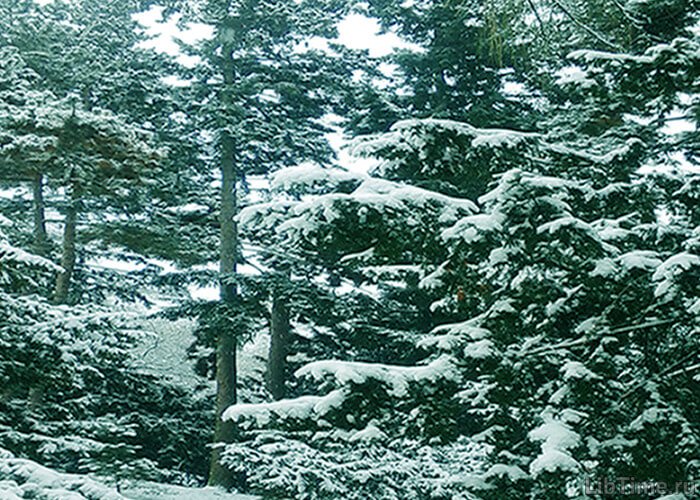 Snow on the branches of coniferous trees