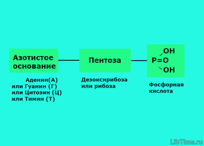 Схема нуклеотида