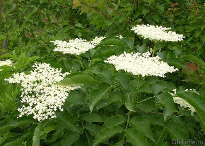 How forest plants reproduce