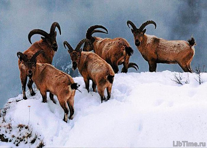 Hunting in the mountains