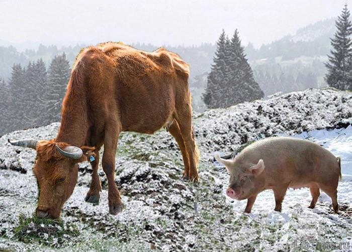 A cow and a pig are inseparable