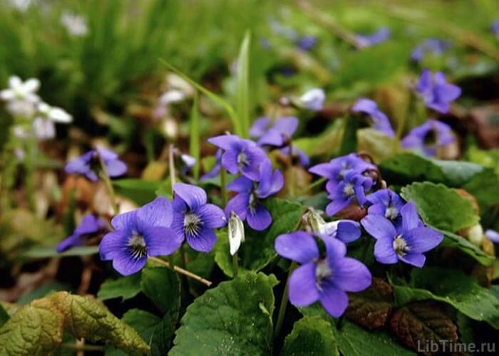 Forest violet