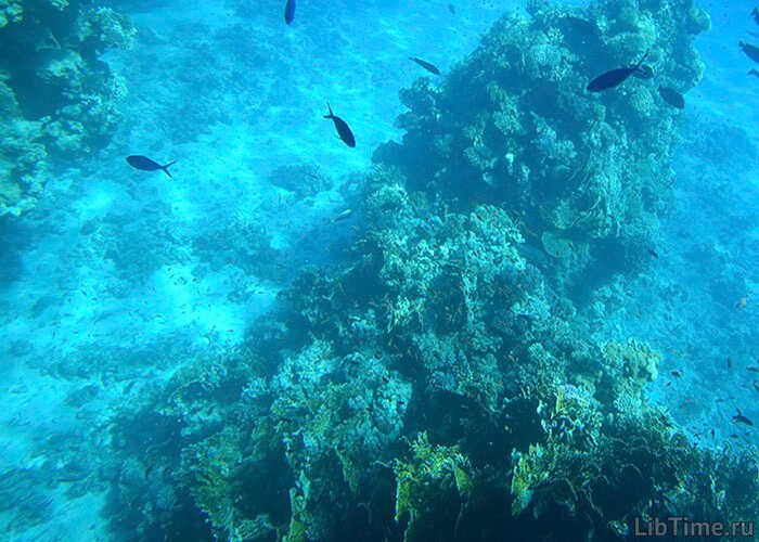 Sea algae