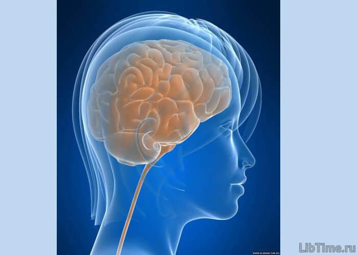 Human brain