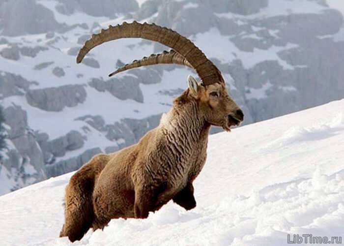 Goat hunting