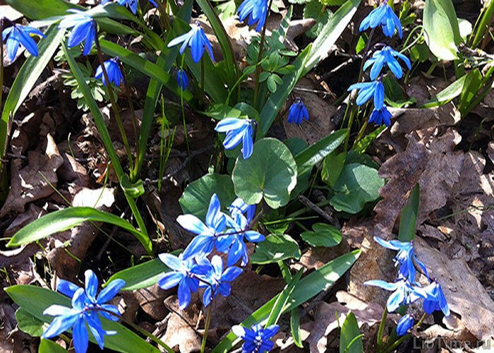 Green plants contain carbon compounds