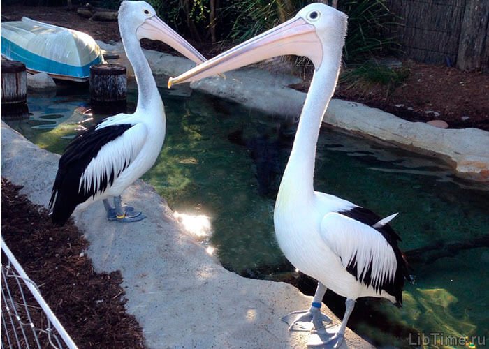 Pelican bird