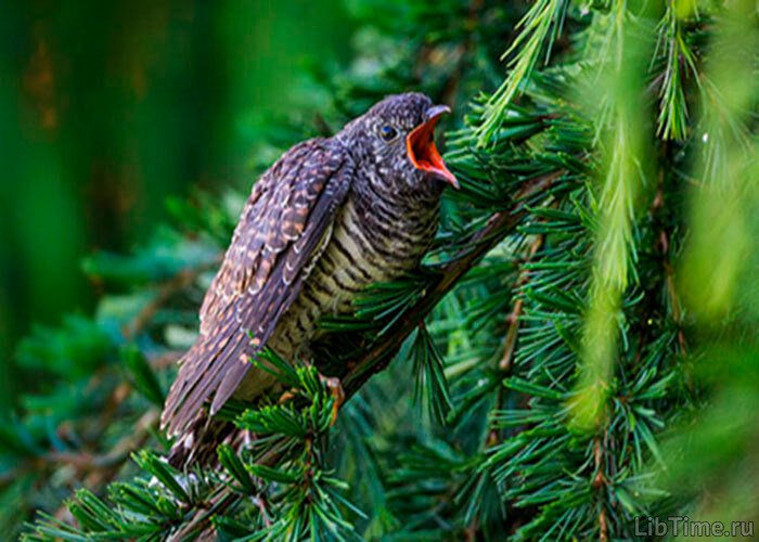 Cuckoo bird