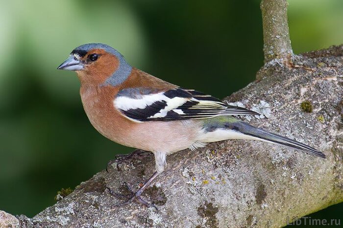Chaffinch bird