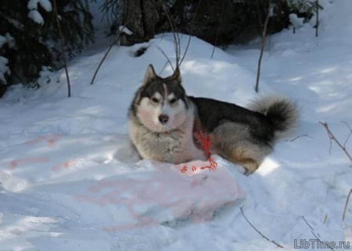 Injured dog