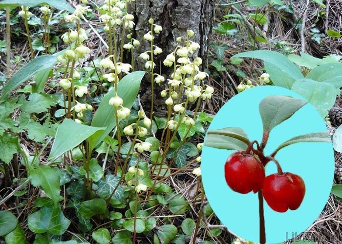 Wintergreen plant