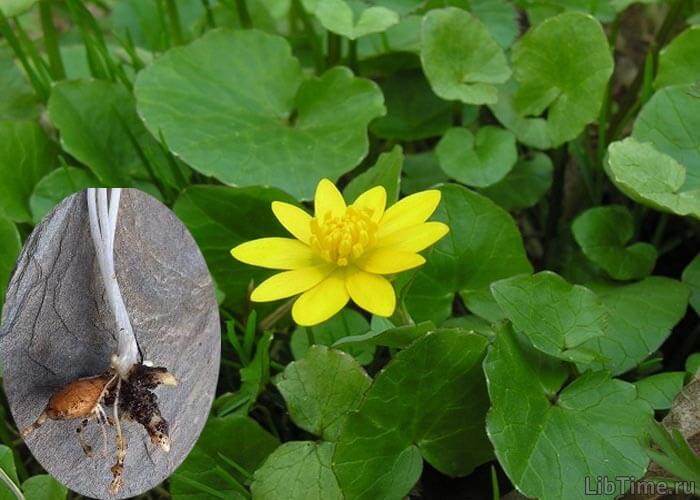 Lesser celandine plant