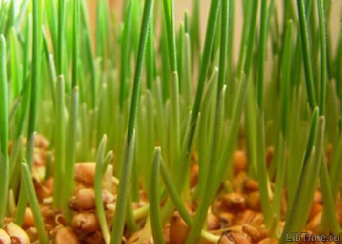 Wheat sprouts
