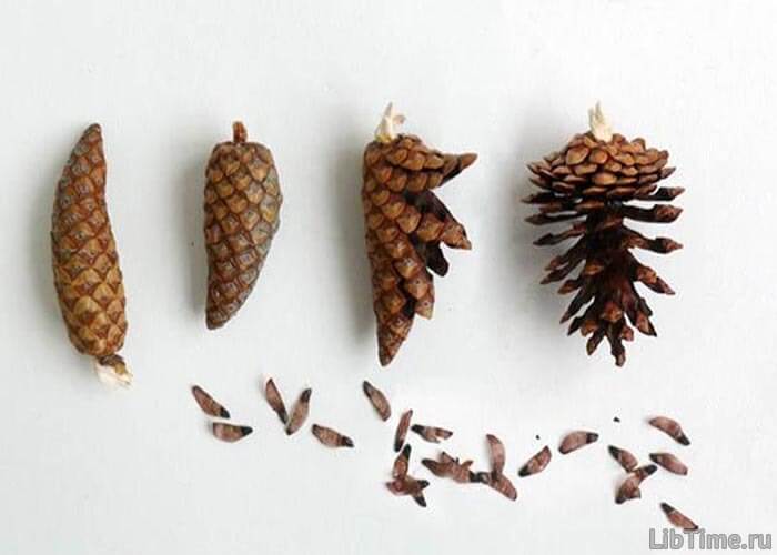 Spruce seeds