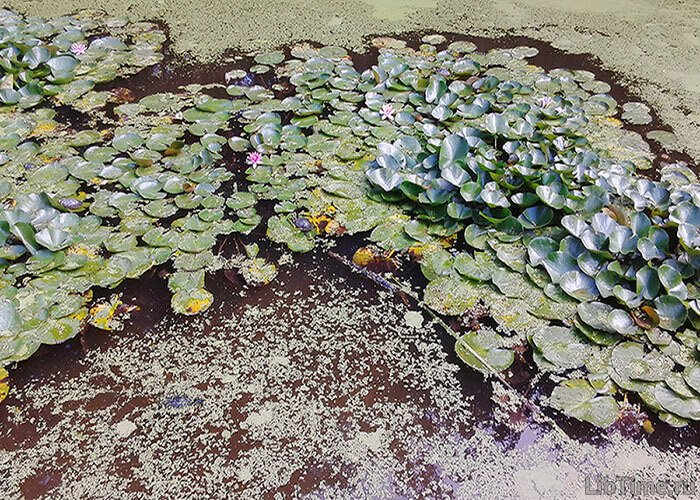 Растения, растущие в пресной воде